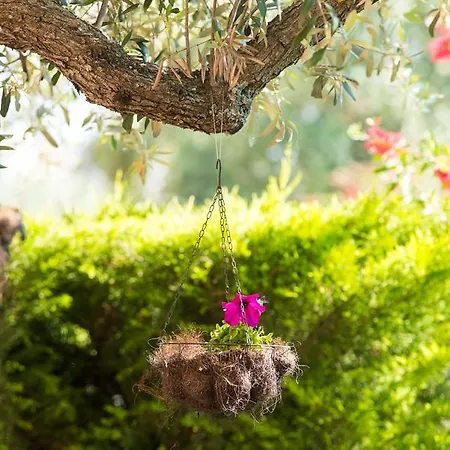 Mouses Thassos タソス